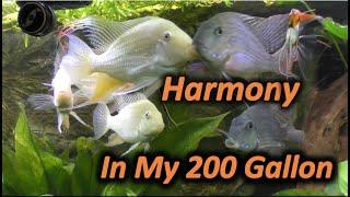 Achieving HARMONY with Cichlids in a :Planted Aquarium