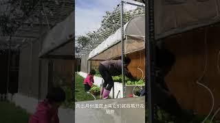 自制可升降暖棚 DIY liftable pollytunnel greenhouse | 英国小院种菜 Grow vegetable in my backyard