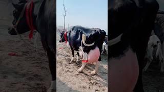 World's biggest udder cow | Cow shorts #short #cow