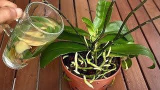 Miracle Water Makes Roots And Orchids Bloom All Year Long