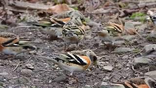 Bramblings, Peppole