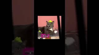 не пов а рил @kotiynet #врек #школа #кот #видосыоткота #котинет