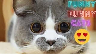 New Funny Cats and Dogs Videos  2 Hour Of Funniest Animals 2024  !  Funniest Cats  Part 27