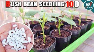 How to Grow Bush Beans: 10-Day Seedlings to Successful Transplant