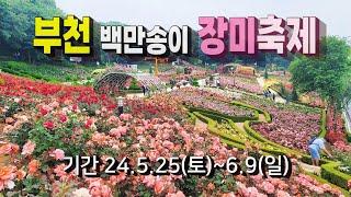 유난히 크고 우아한 장미꽃을 볼 수 있는 장미공원 ㅣ24.5.24 방문ㅣ부천 백만송이 장미축제