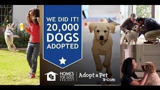 Coldwell Banker 'Adopt a Pet' Native Ad