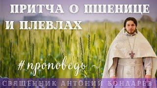 Притча о пшенице и плевлах | священник Антоний Бондарев