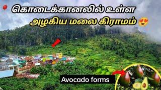 கொடைக்கானலில் உள்ள அழகிய மலை கிராமம் |Kodikanal hills| Vadakavunji village vlog 2022|#nadodiaj #aj