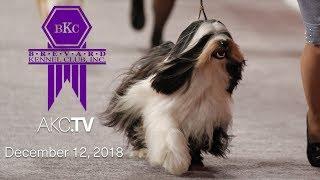 Brevard Kennel Club All-Breed Show