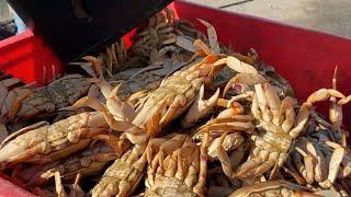 Commercial Dungeness crab season opens to long lines of hungry fans at SF Fisherman's Wharf