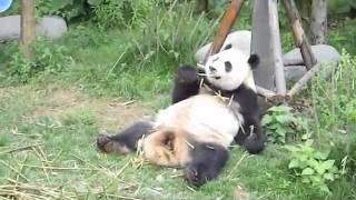 Lazy Panda Eating