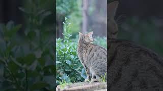 #Short Gentil chat attaqué par surprise par un vilain matou