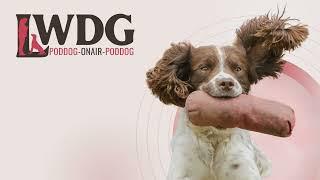 LWDG POD DOG - How to Train a Reluctant Gundog: Retrieve Training Tips