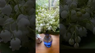#Самара. #Цветы. Любите ландыши?