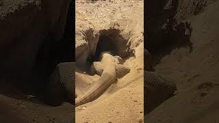 Komodo Dragon Digging