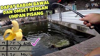 Mancing Galatama Bawal Dengan Umpan Pisang | Poin Induk & Omset