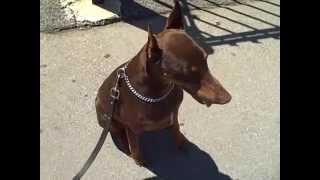 Working Doberman Dame. Master Christian Dog Training Atlanta