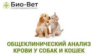 Общеклинический анализ крови у собак и кошек. Ветеринарная клиника Био-Вет.