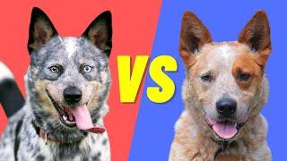 Blue Heeler vs Red Heeler - Difference between the Australian Cattle Dogs