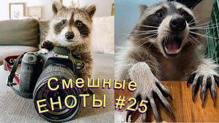 Cмешные ЕНОТЫ #25 / Приколы с ЕНОТАМИ 2022 / Funny Raccoons.