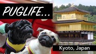 Kyoto's Pug Cafe | Kinkaku-ji Temple | Japan