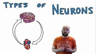 Types of Neurons - Structural and Functional Classes