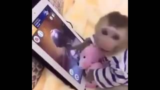 Monkey funny