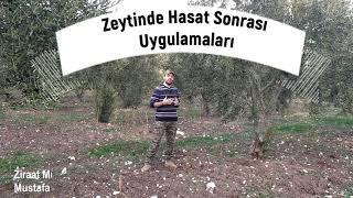 Zeytinde Hasat Sonrası Yapılması Gereken Uygulamalar ve Taban Gübrelemesi.