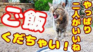 ごはんくだちゃい！！と叫ぶ猫 いつも二人 今日は一人？と思ったら・・・  地域猫ボランティアさん急逝後に火事エリア さくらねこへの給餌 癒され野良猫動画 感動猫動画