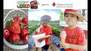 Strawberry Picking with Gilboy World at Zaberri...