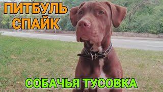 ПИТБУЛЬ СПАЙК ПРОТИВ АЛАБАЯ АРЧО /Собачья тусовка /Pitbull Gladiator Live