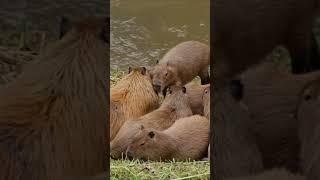 capybara