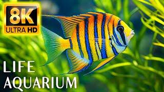 Colors Of The AQUARIUM 8K ULTRA HD - The best aquarium animals for relaxing and soothing music