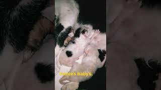#yumies baby's.