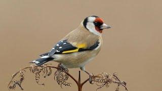 Beautiful goldfinch songs 2025  | goldfinch singing 2025 | goldfinch songs | sleeping sounds