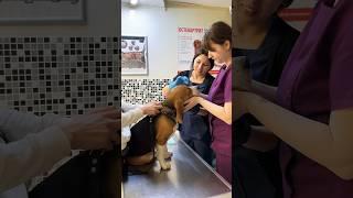 Он любит халву со мною есть по ночам #бигльфарадэй #beagle #фарадэй #бигльфарик #бигль