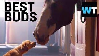 Budweiser Puppy Love Super Bowl Commercial | What's Trending Now