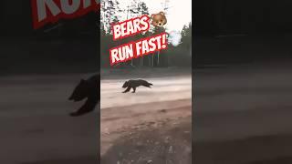 Yikes! Have you seen a bear in the wild? They run fast! Ill pass  #bear #outdoors #wildlife