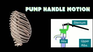 Pump Handle Motion and Bucket Handle Motion | Thorax Movement