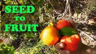 Can You Grow Citrus From Seed? | Is It Even Worth It?