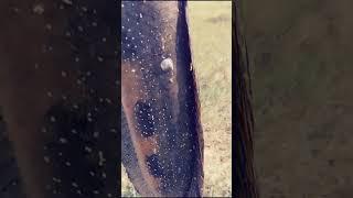 Big Snake head fish catch A.S.TABREZ ANGLER