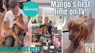 I took my rescue dog on This Morning! Mango's first time on TV | RESCUE VET EXTRA with Dr Scott