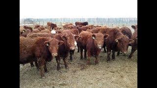 Wayne & Brian Slenders 850# Red Angus X Steers