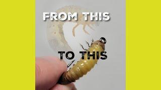 Tying the MOST REALISTIC Japanese Beetle Larva Grub!