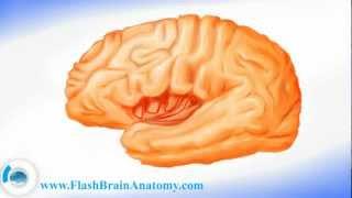 Lessons And 3D Anatomy Software: Lateral Surface Of The Brain