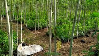 White Sandalwood Plant Farm, Srigandhan, SKS Agro Farm, Dindigul Tamil Nadu