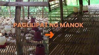 Maglipat Tayo ng 300 Chickens Para Iwas Sakit at Sikip | EM Farming