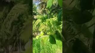 Nature video | Plant Area | Beautiful Location | Agriculture place | Subscribe my channel