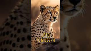 Hold Onto Your Hats! The Fastest Animals on Earth