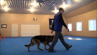 Nico (German Shepherd) Advanced Obedience Training